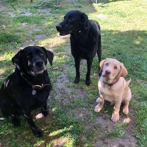 Meet your Posher, George